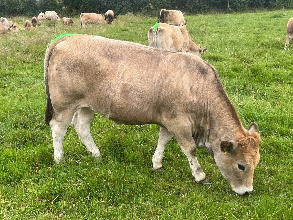 Pedigree Aubrac heifers - Image 2