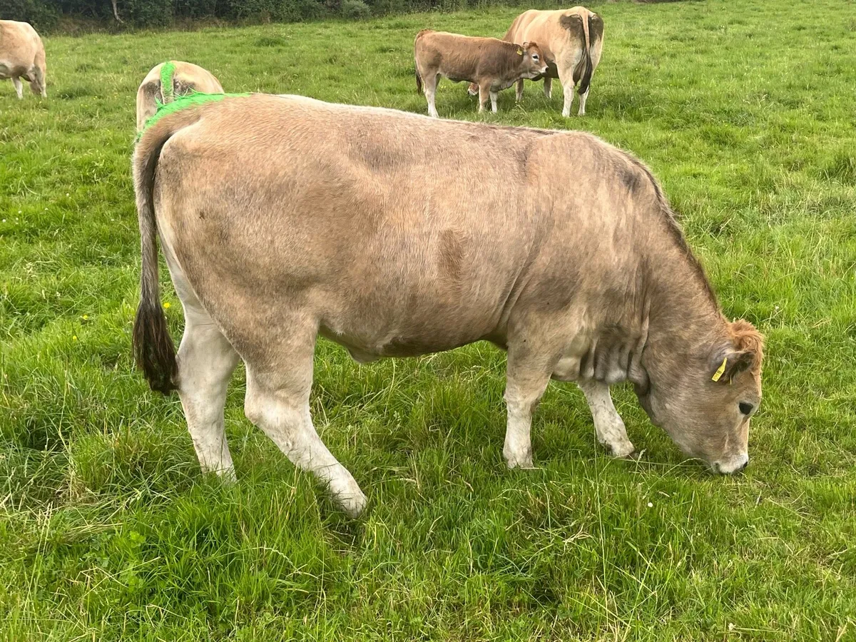Pedigree Aubrac heifers - Image 3