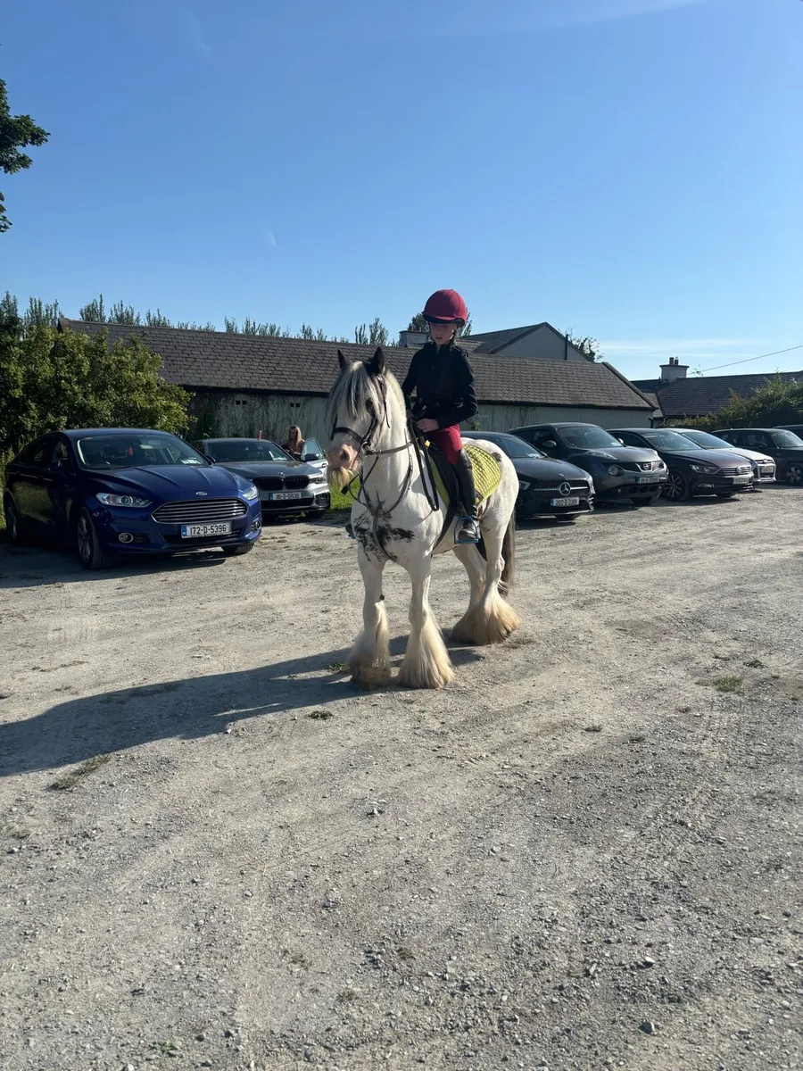 13.2h 6 year old gelding - Image 1