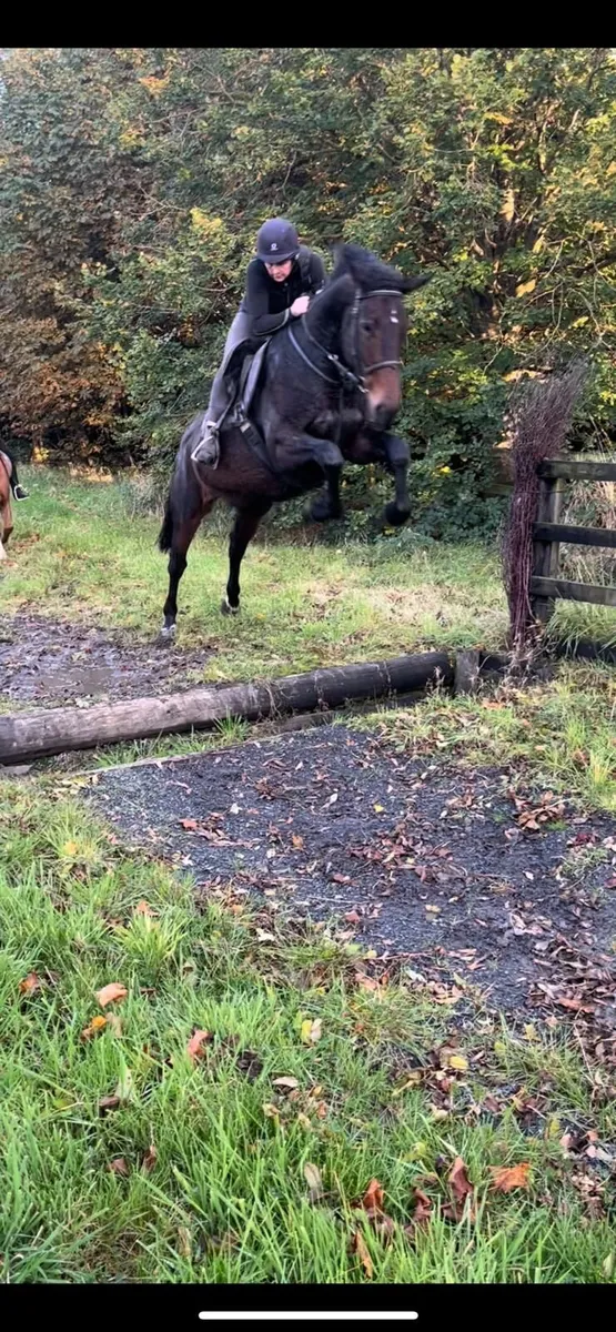 Beautiful elegant filly yearling - Image 4