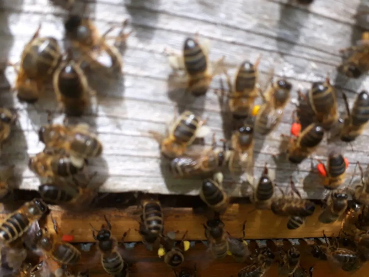 Colony of Native Irish Bees - Image 2