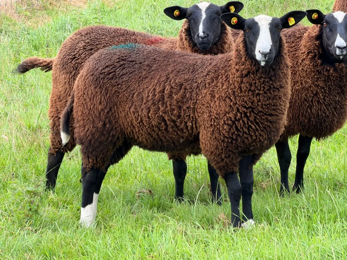 Purebred Zwartbles Ewe Lambs for Sale