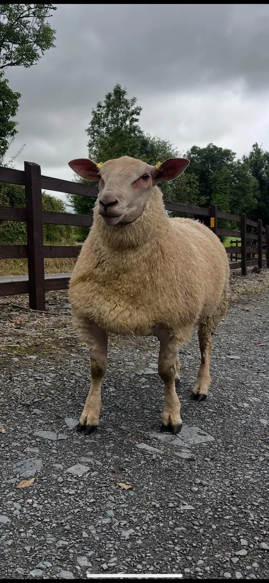 Pedigree Registered Charollais Ram Lambs - Image 2