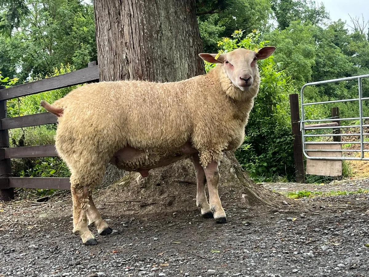 Pedigree Registered Charollais Ram Lambs - Image 3