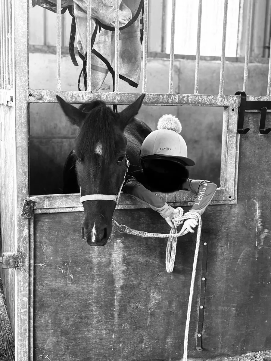 12h2 Pony - Image 2