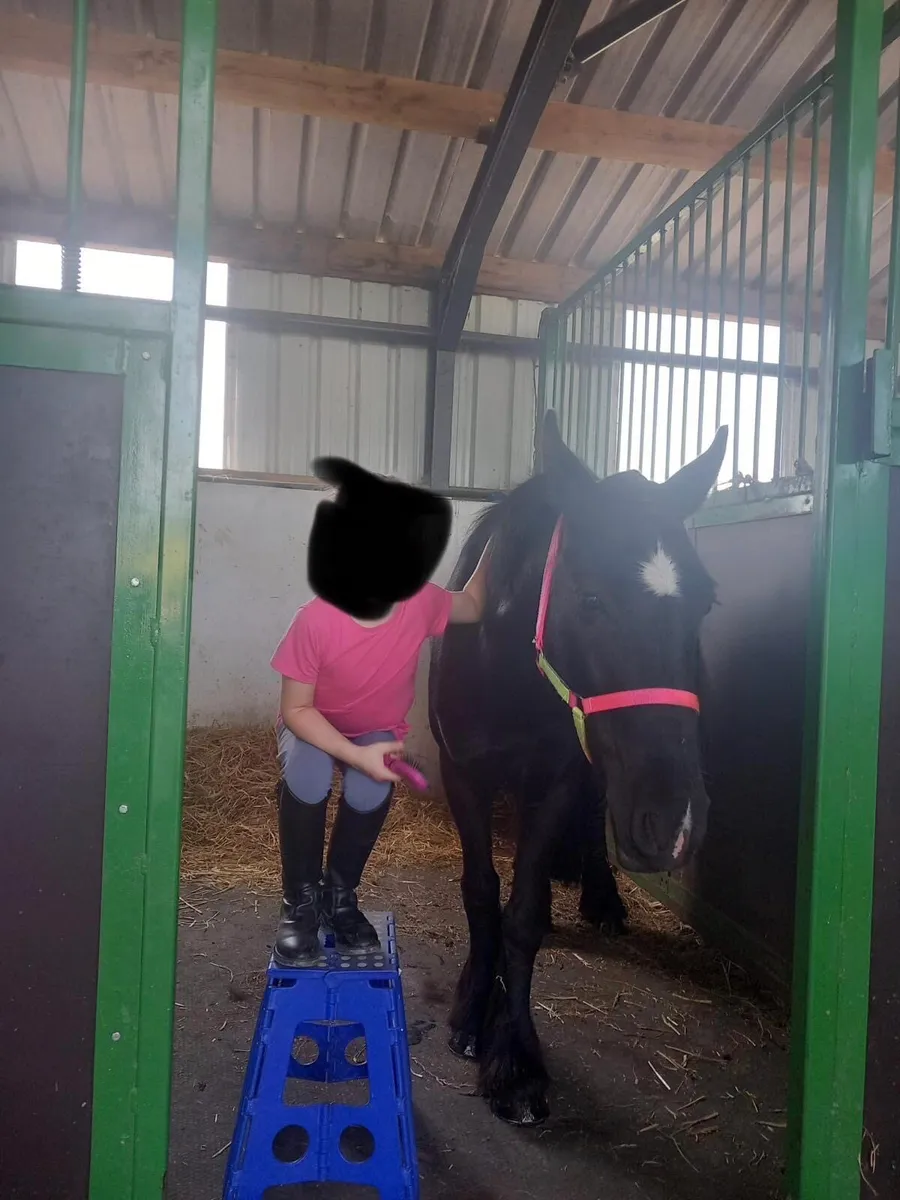 12h2 Pony - Image 4