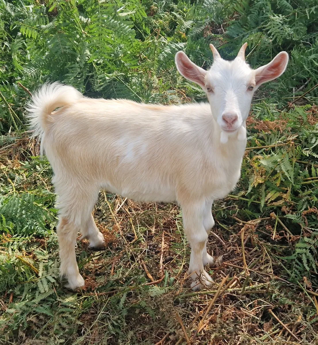Lovely Female Kid for sale - Image 2