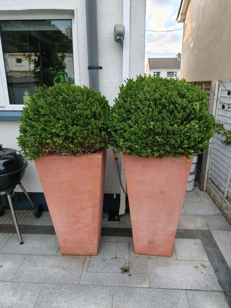 Boxwood Ball shrubs for sale - Image 1