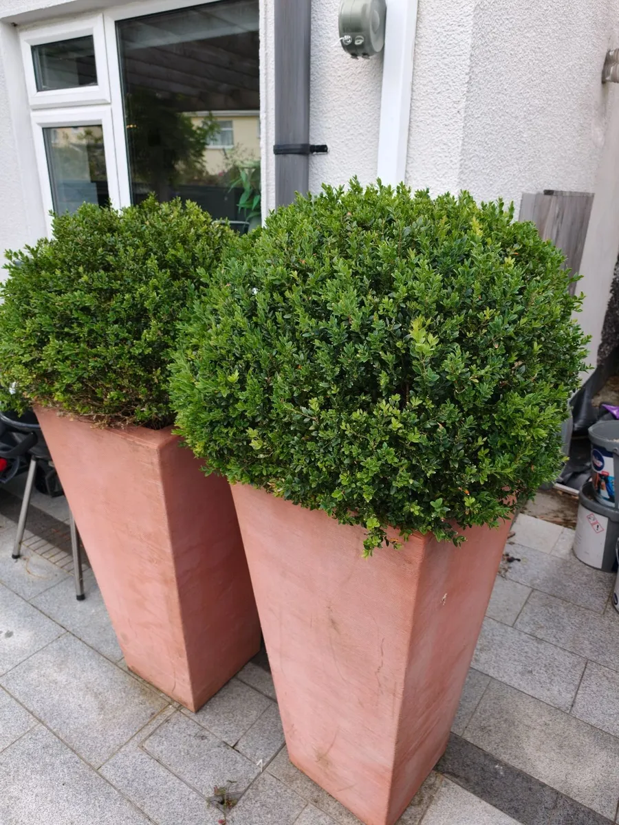 Boxwood Ball shrubs for sale - Image 2