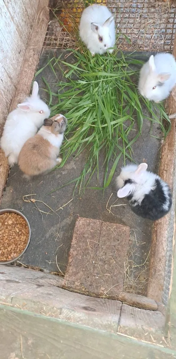 Rabbits - Image 1