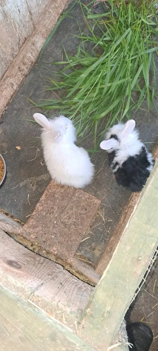 Rabbits - Image 2