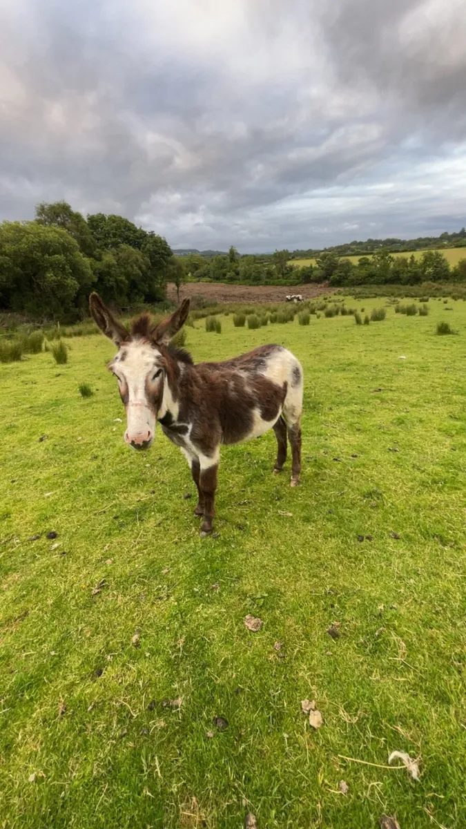 Stud piebald donkey - Image 1