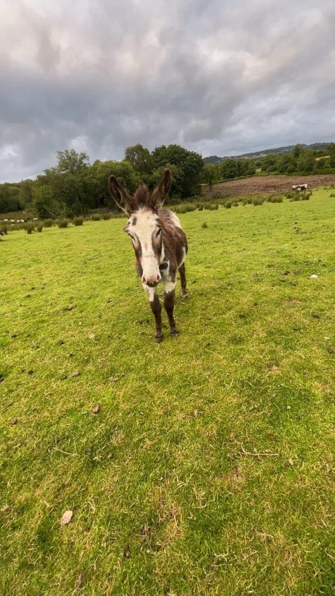Stud piebald donkey - Image 3