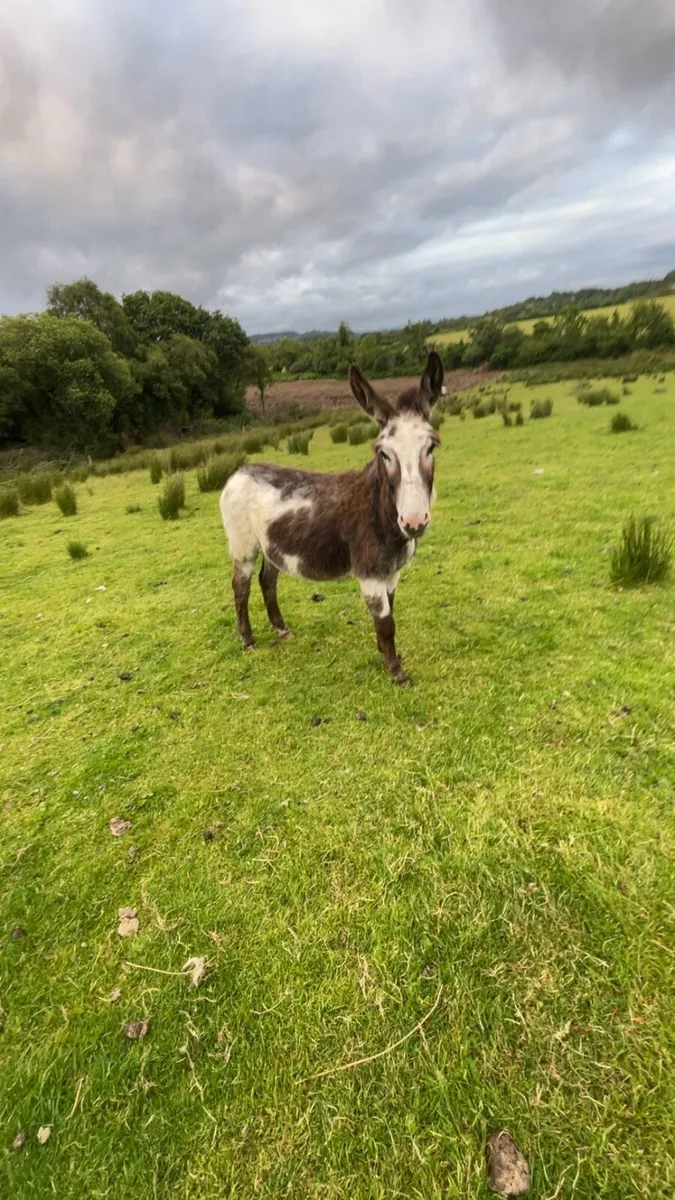 Stud piebald donkey - Image 2
