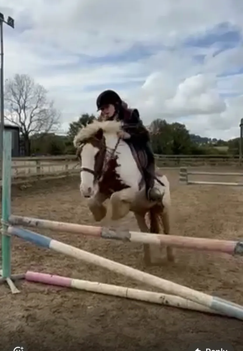Nice pony - Image 3