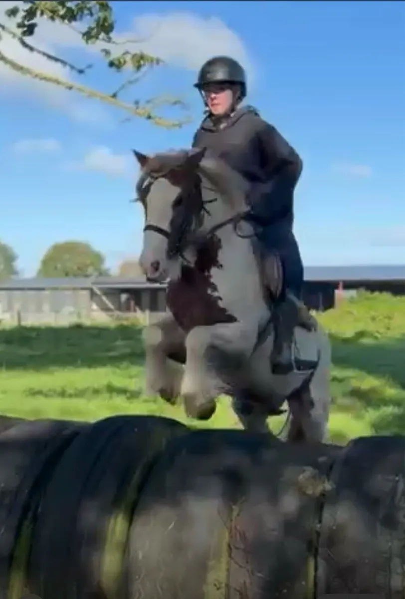 Nice pony - Image 4