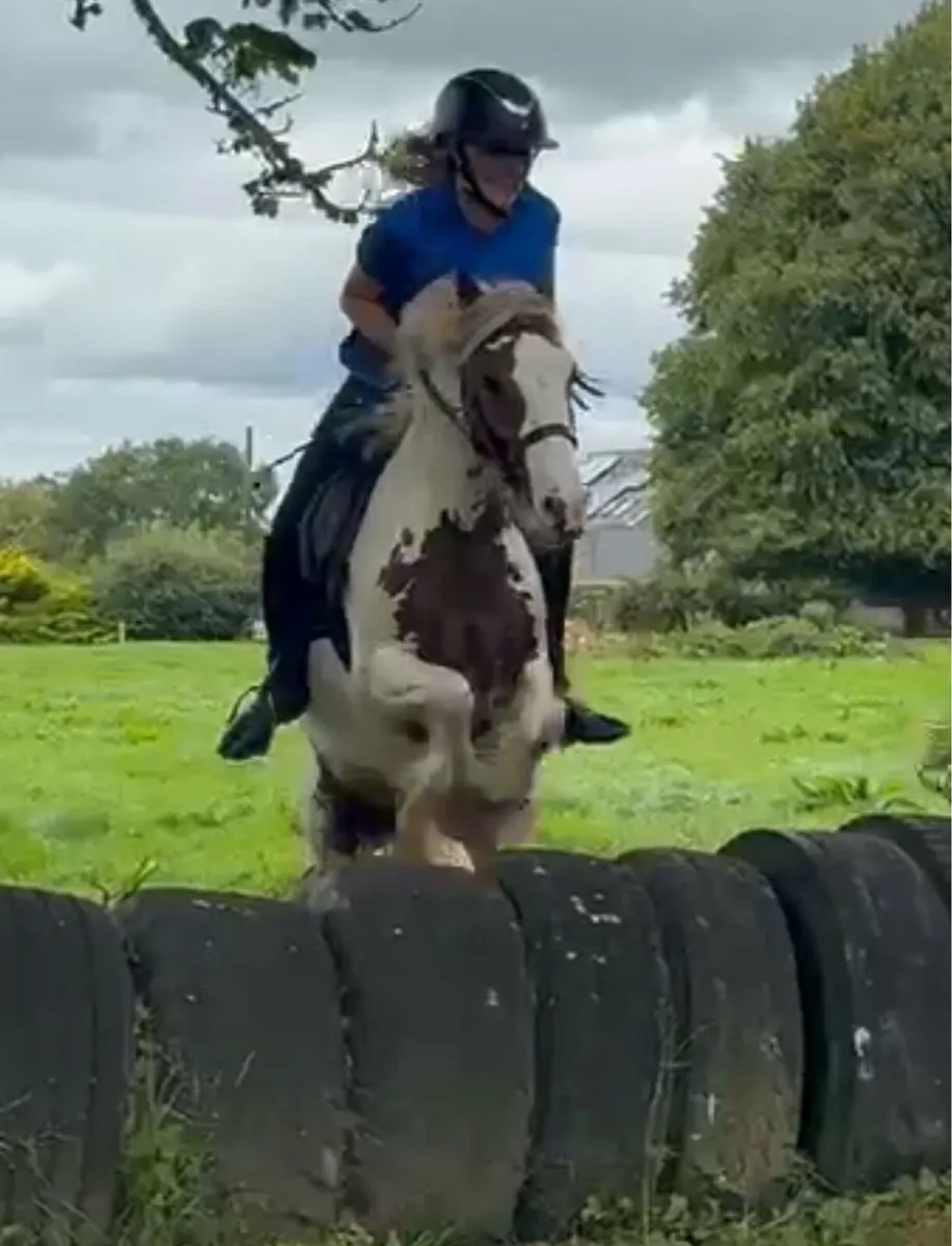 Nice pony - Image 1
