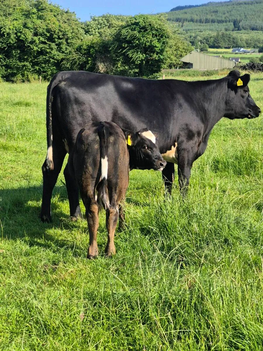 Angus cow and calf - Image 1