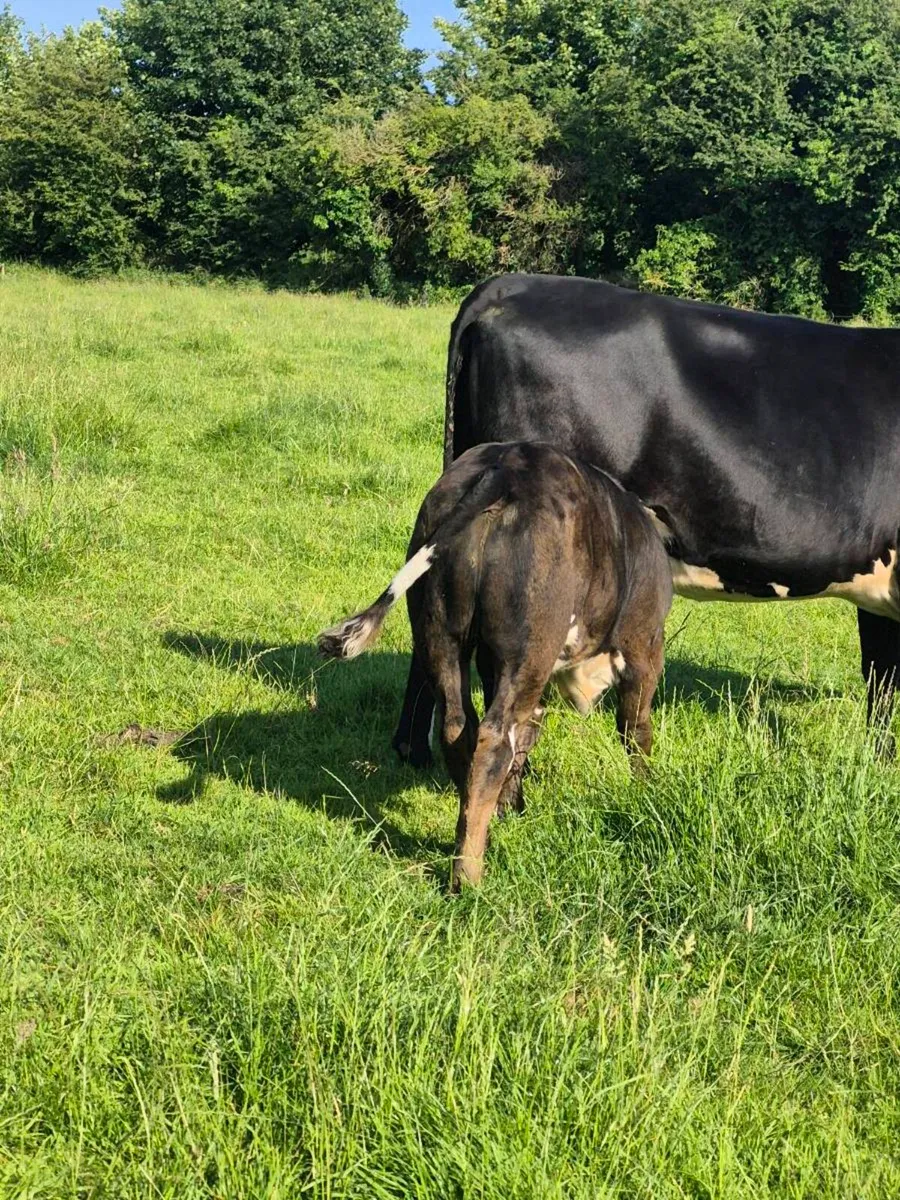 Angus cow and calf - Image 2