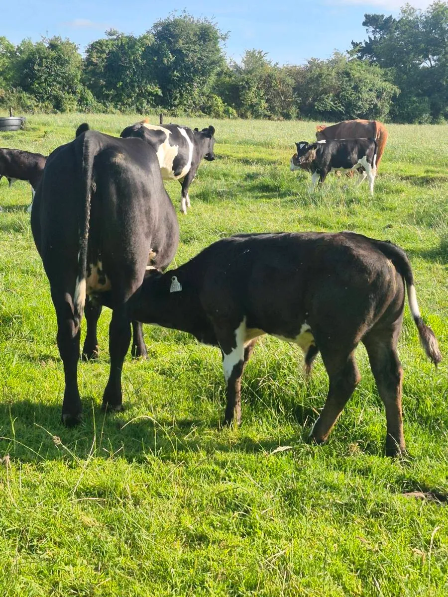 Angus cow and calf - Image 3