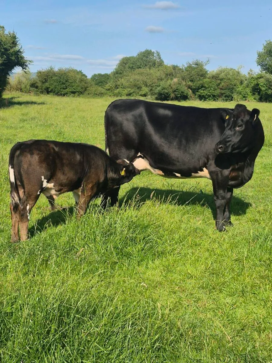 Angus cow and calf - Image 4