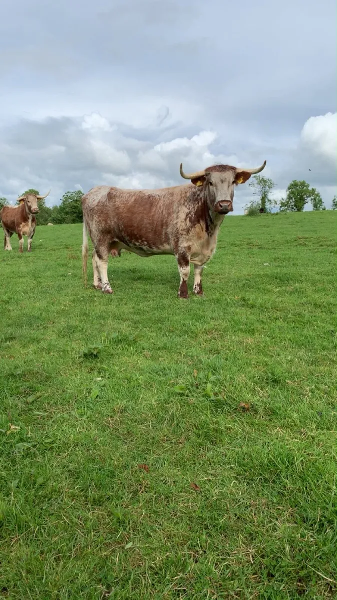 Pedigree longhorn cows - Image 2