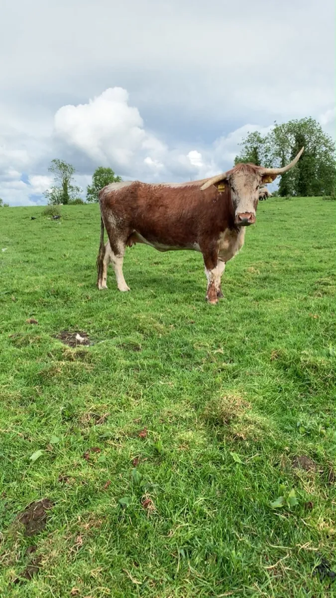 Pedigree longhorn cows - Image 3