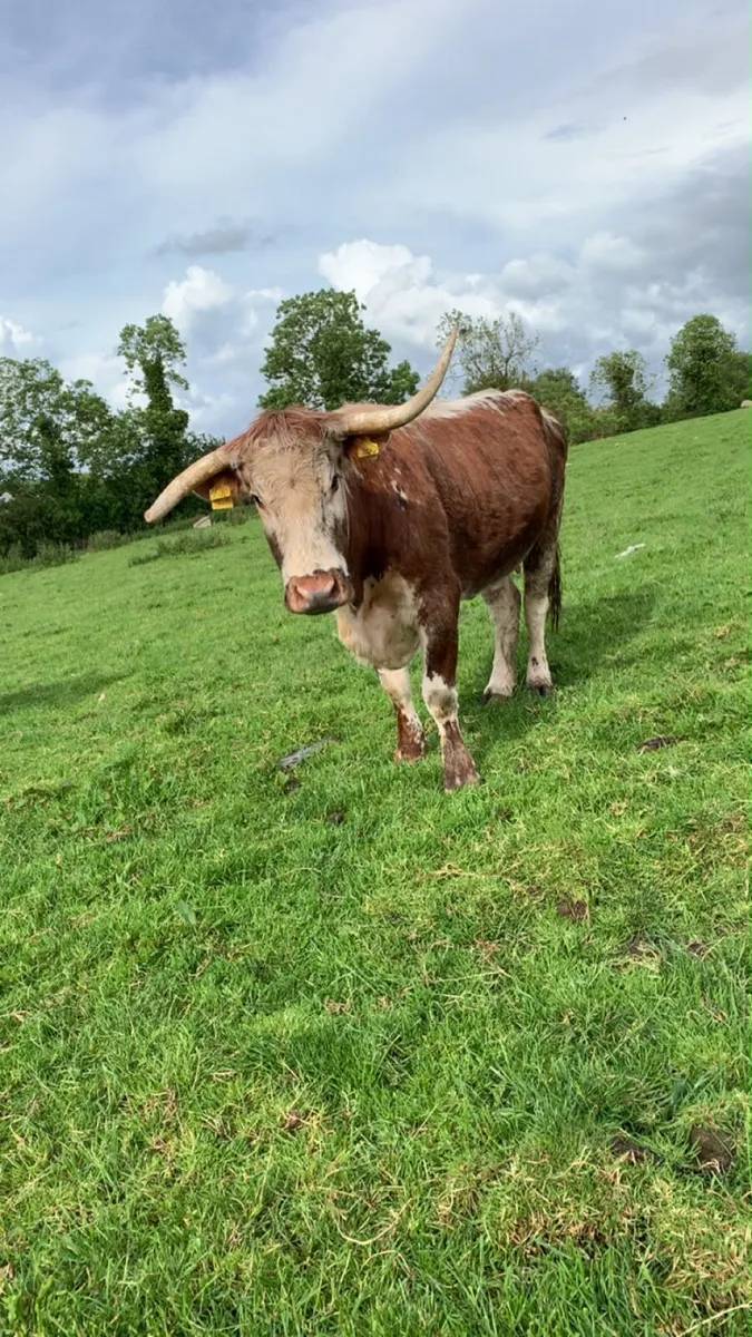 Pedigree longhorn cows - Image 4