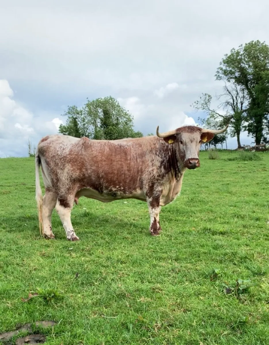 Pedigree longhorn cows - Image 1