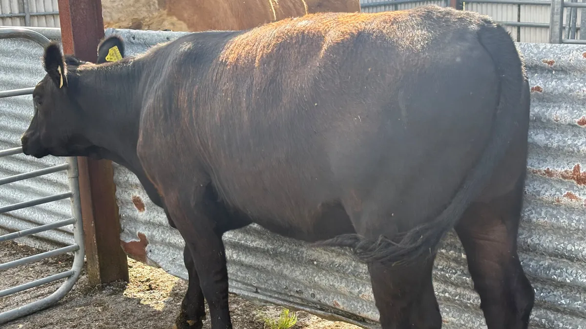 ⭐️ Purebred 5⭐️ Aberdeen Angus Heifer ⭐️ - Image 4