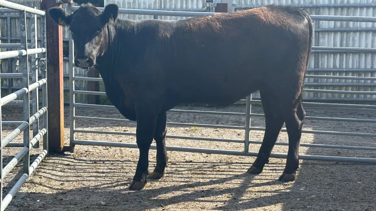 ⭐️ Purebred 5⭐️ Aberdeen Angus Heifer ⭐️ - Image 3