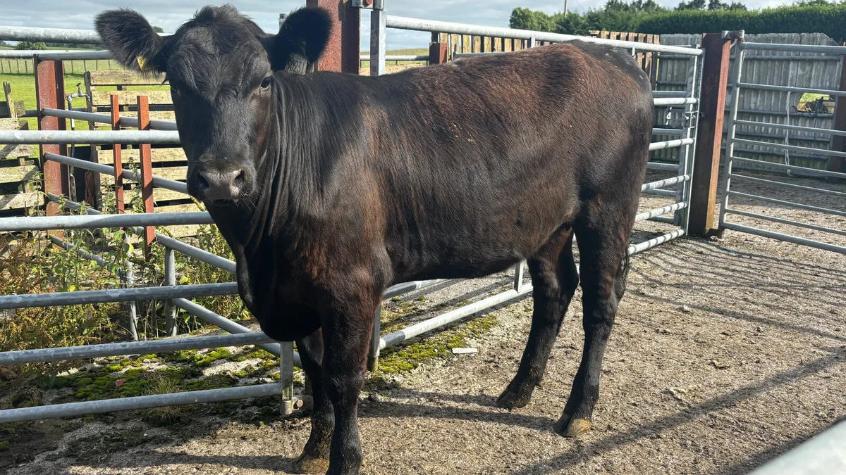 ⭐️ Purebred 5⭐️ Aberdeen Angus Heifer ⭐️ - Image 1