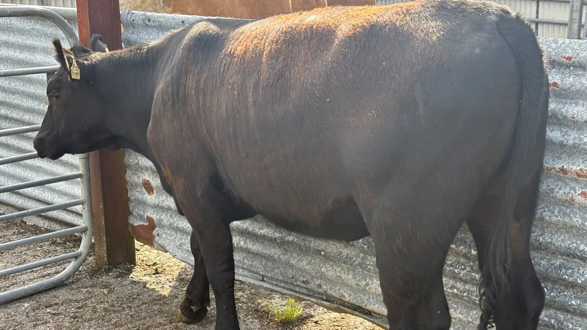 ⭐️ Purebred 5⭐️ Aberdeen Angus Heifer ⭐️ - Image 2