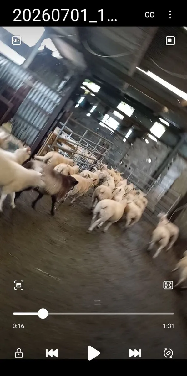 organic lambs - Image 1