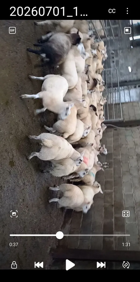 organic lambs - Image 2