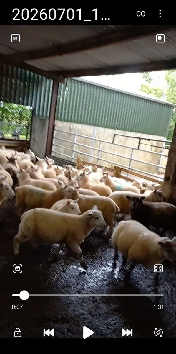 organic lambs - Image 3