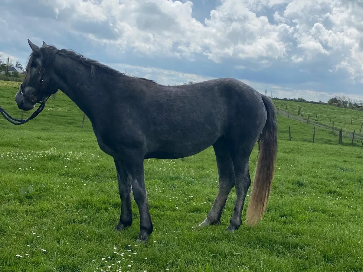 Connemara pony - Image 1