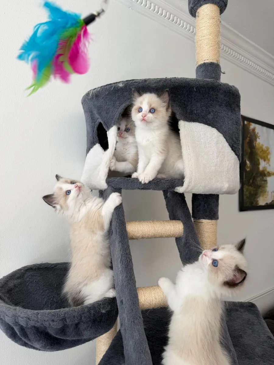 Purebred Ragdoll Kittens For Sale - Image 1