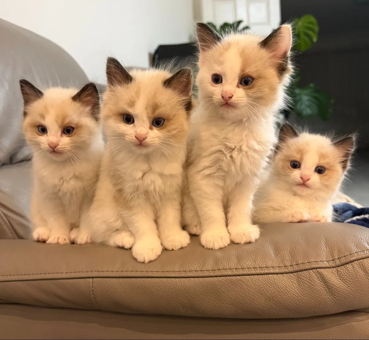 Purebred Ragdoll Kittens For Sale - Image 2