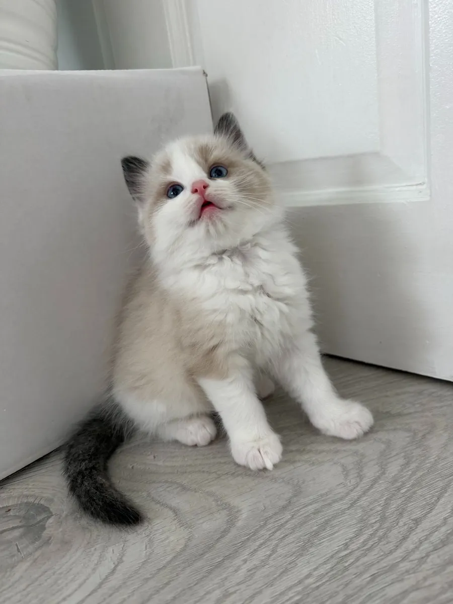 Purebred Ragdoll Kittens For Sale - Image 3