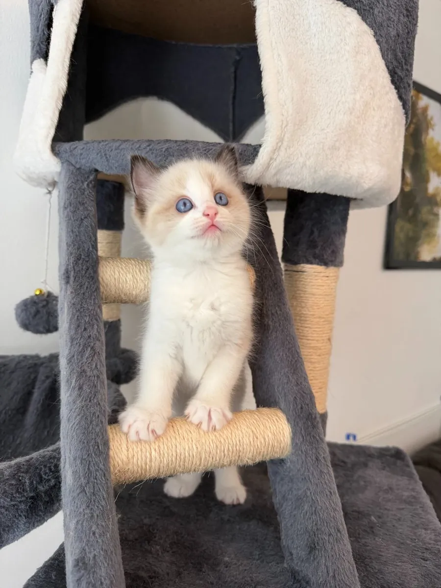 Purebred Ragdoll Kittens For Sale - Image 4