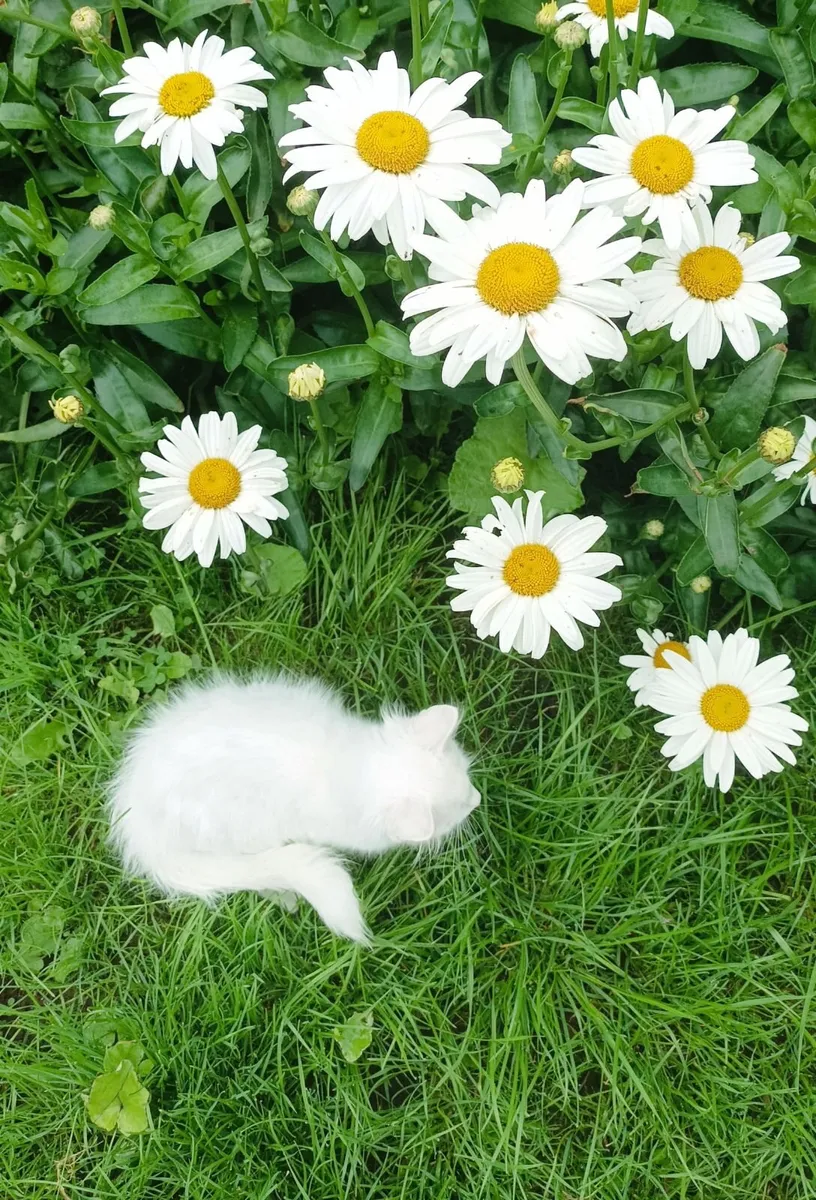 Fluffy White Turkish Van kittens - Image 1