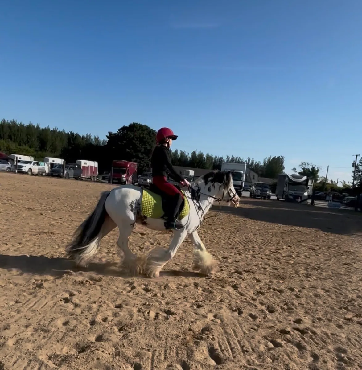 13.2h 6 year old gelding - Image 2