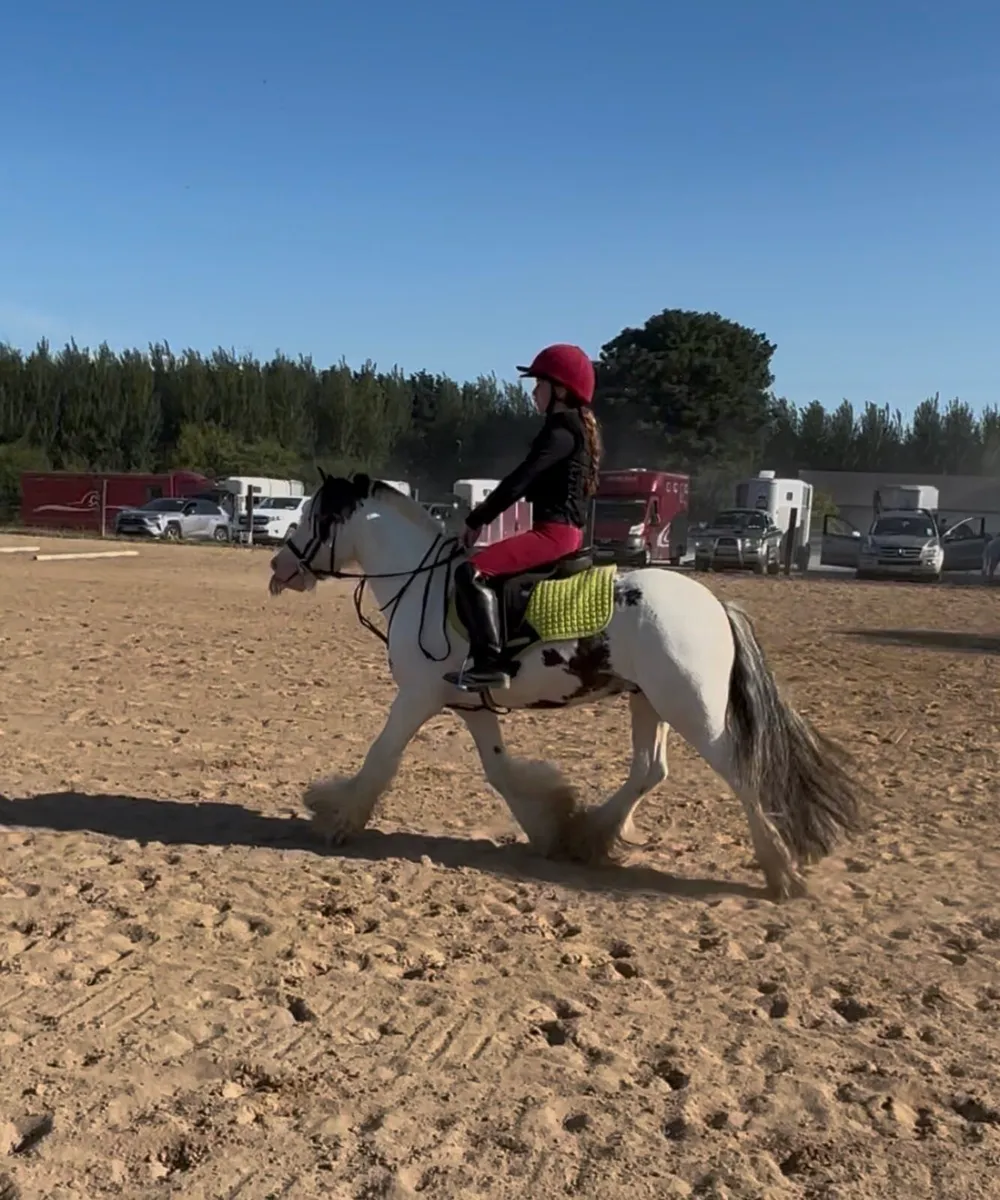13.2h 6 year old gelding - Image 3