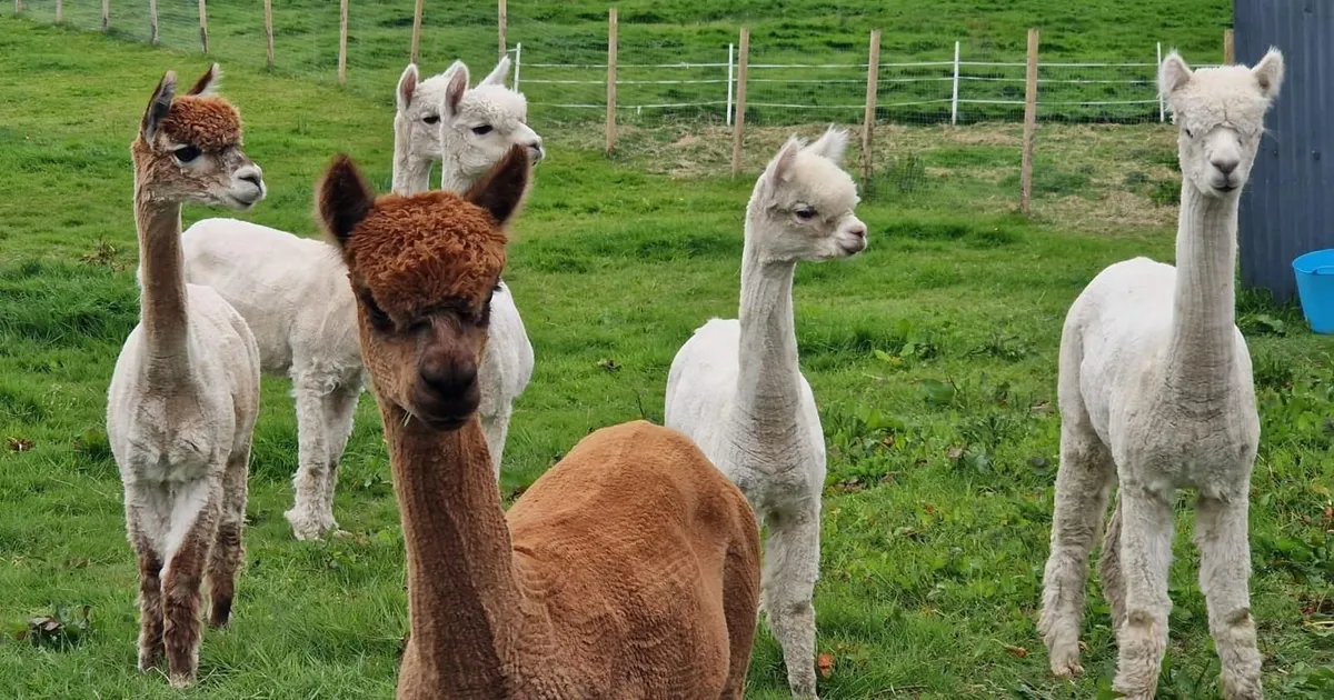 Friendly male alpacas - Image 1