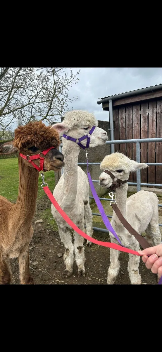 Friendly male alpacas - Image 2