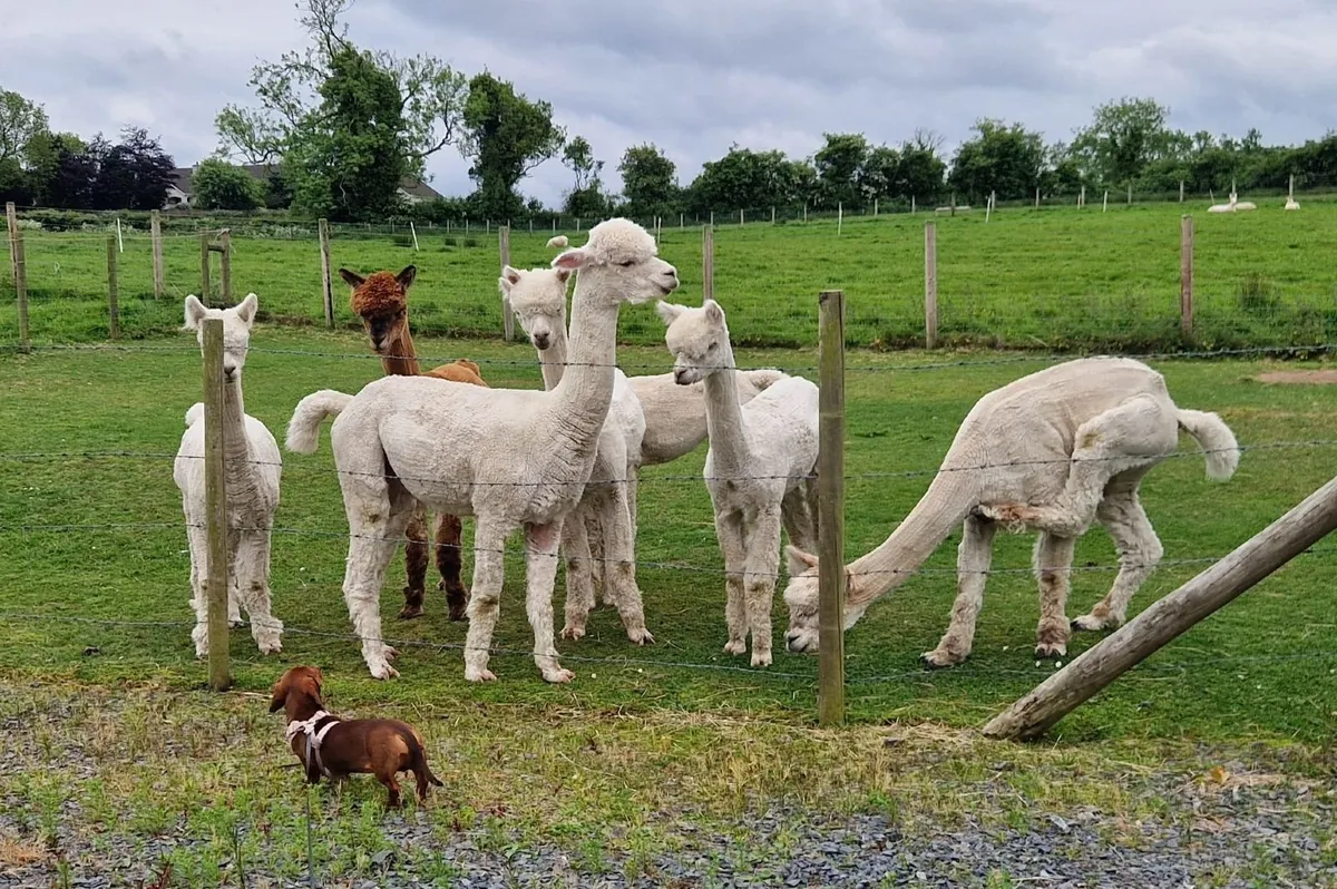 Friendly male alpacas - Image 3