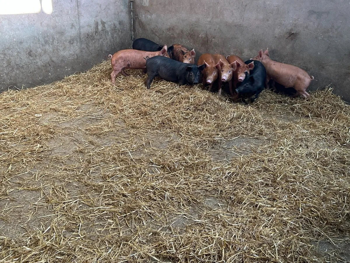 Weanling Pigs - Image 4