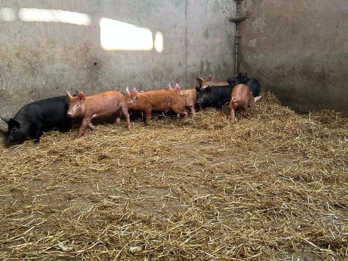Weanling Pigs - Image 2