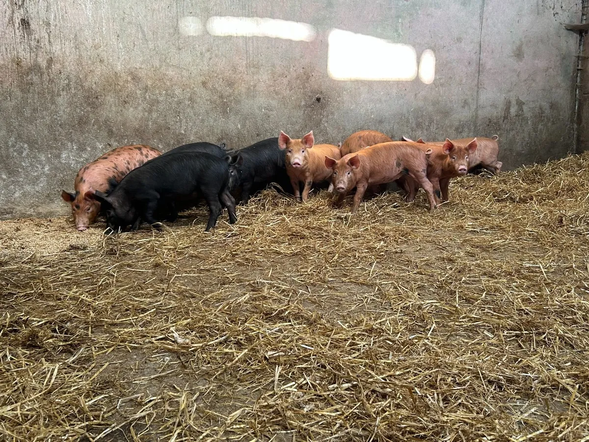 Weanling Pigs - Image 3